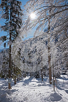Wintry forest with bright sun, skiing loipe Kreuth