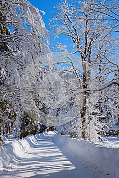 Wintry hiking path near kreuth with snowy trees