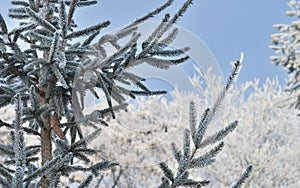Wintry landscape. Branches of fir tree misted with frost on white winter background.