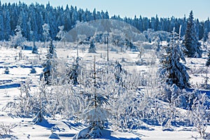 Wintry landscape in the High Vens, Belgium