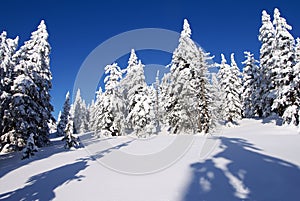 Wintry landscape scenery