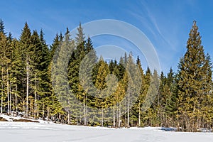 wintry landscape scenery with modified cross country skiing way in evergreen forest British Columbia Canada