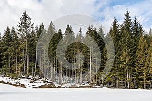 wintry landscape scenery with modified cross country skiing way in evergreen forest British Columbia Canada