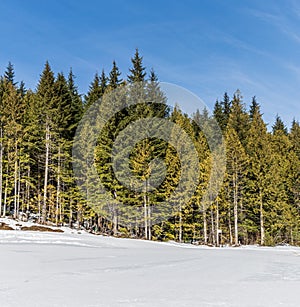 wintry landscape scenery with modified cross country skiing way in evergreen forest British Columbia Canada