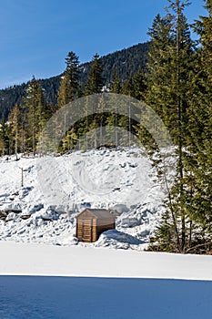 wintry landscape scenery with modified cross country skiing way in evergreen forest British Columbia Canada