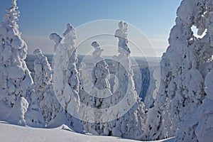 Wintry landscape with snow covered trees and snowy taiga forest