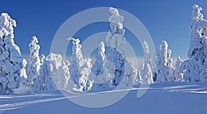 Wintry landscape with snow covered trees in snowy taiga forest