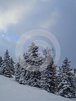 Wintry mountain scene with snow covered pine trees