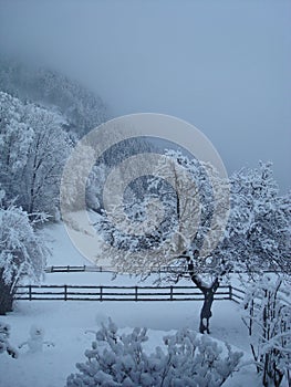 Wintry mountain scene with snow covered trees