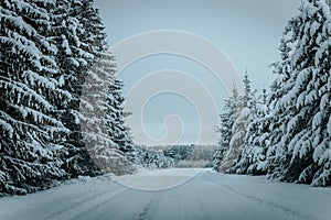 Wintry Path Through a Chilly Forest with Snow Covered Trees. Winter road through snowy forest