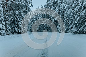 Wintry Path Through a Chilly Forest with Snow Covered Trees. Winter road through snowy forest