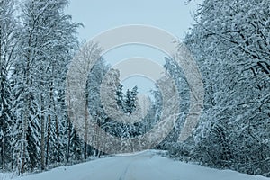 Wintry Path Through a Chilly Forest with Snow Covered Trees. Winter road through snowy forest