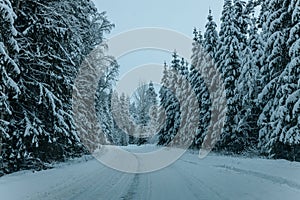 Wintry Path Through a Chilly Forest with Snow Covered Trees. Winter road through snowy forest