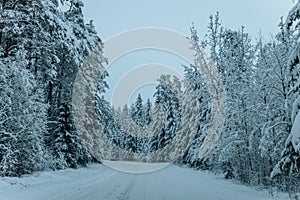 Wintry Path Through a Chilly Forest with Snow Covered Trees. Winter road through snowy forest