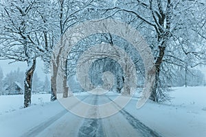 Wintry Path Through a Chilly Forest with Snow Covered Trees. Winter road through snowy forest