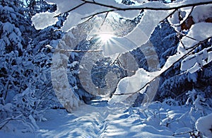 Wintry path in the forest with bright sunshine