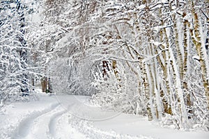 Wintry road through birch forest photo