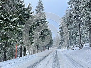 Wintry road in the forest