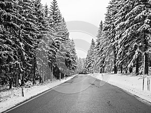 Wintry road through the forest