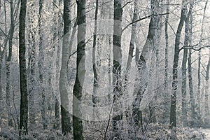 Wintry scene: Hoarfrost in the forest photo