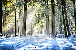 Wintry sunlight beams through forest canopy