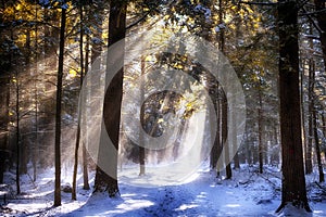 Wintry sunlight beams through forest canopy