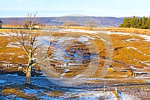 Wintry valley with grazing horses.