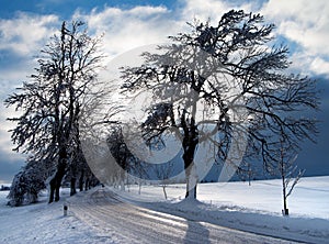 Wintry view of tree lined road