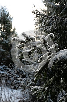 Wintry Whispers: Snow-Dusted Fir Trees in Latvija\'s Pokainu Mezs