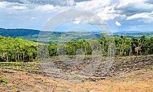 Wiped tree in the eucalyptus production forest. Minas Gerais , B