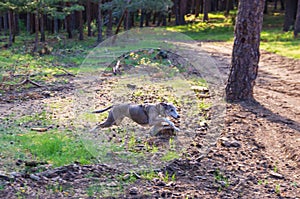 Wippet greyhound running and jumping