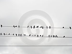 Wire birds sky