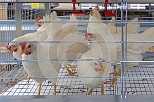 Wire Cage White Chickens