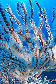 Wire coral