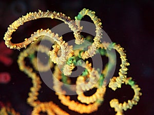 Wire Coral