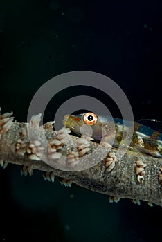 Wire Coral Goby