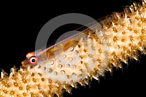 wire coral goby
