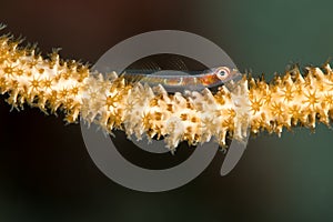 wire coral goby