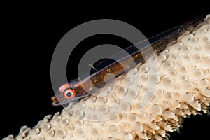 wire coral goby
