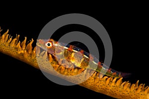 wire coral goby
