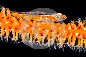 wire coral goby