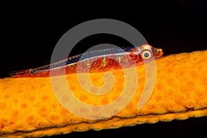 wire coral goby