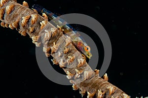 Macro underwater life in Indonesia