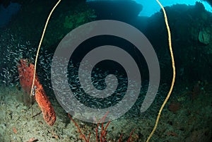 Wire coral, schooling convict blenny in Ambon, Maluku, Indonesia underwater photo