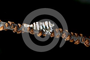 Wire Coral Shrimp Pontonides unciger