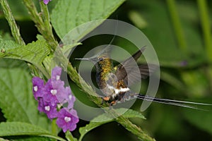 Wire-crested Thorntail