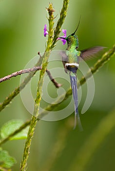 A Wire-Crested Thorntail humming