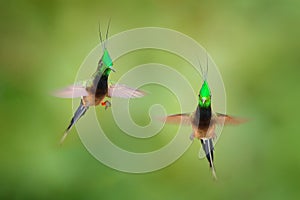 Wire-crested Thorntail, Popelairia popelairii, two hummingbird in fly. Fight in the tropic forest, green beautiful birds with photo