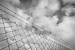 Wire fence 10