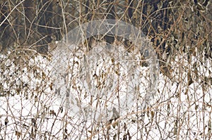 Wire fence overgrown with shrubs.